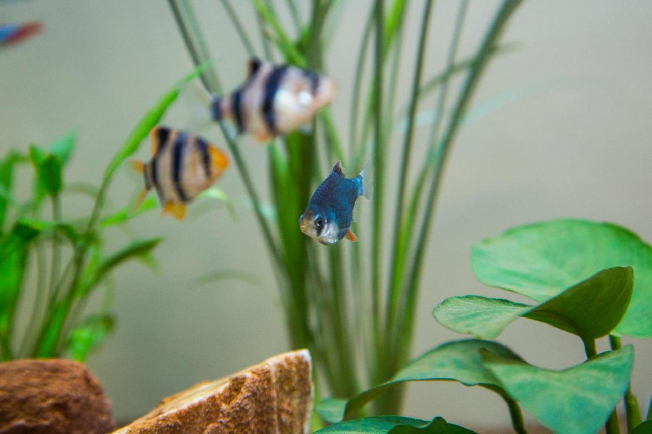 סן בנדטו דל טרנטו B&B Aquarium מראה חיצוני תמונה