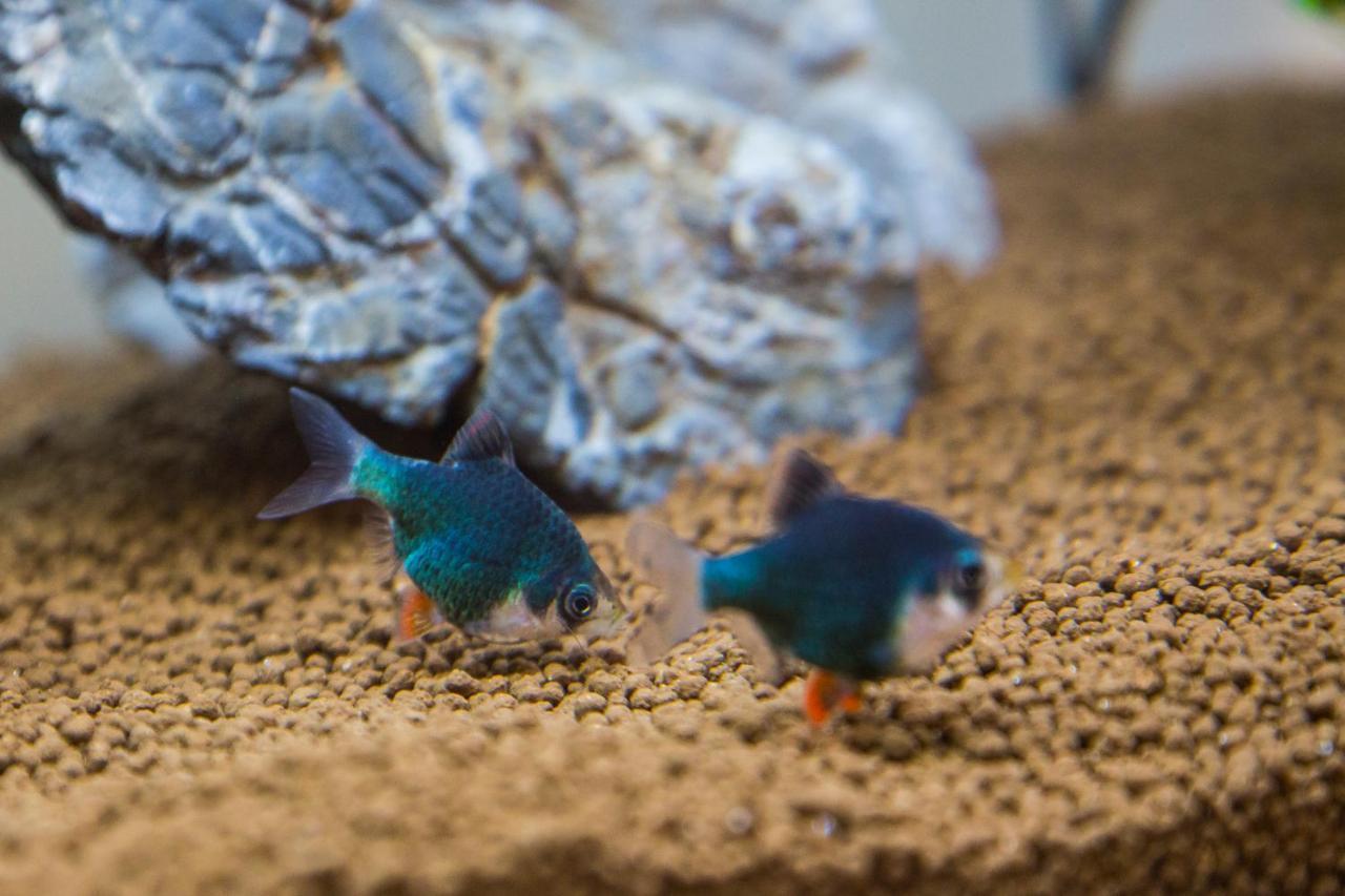 סן בנדטו דל טרנטו B&B Aquarium מראה חיצוני תמונה